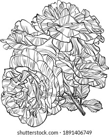 Hand drawn graphic rose flower 