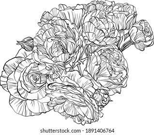 Hand drawn graphic rose flower 