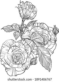 Hand drawn graphic rose flower 