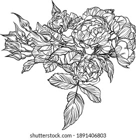 Hand drawn graphic rose flower 
