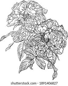 Hand drawn graphic rose flower 