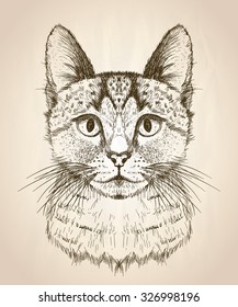 Hand drawn graphic sketch illustration of a cat face, front view.