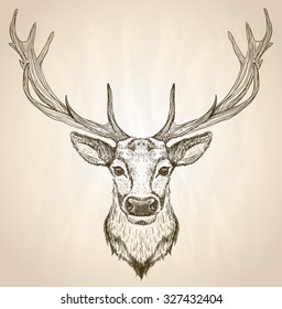 Hand drawn graphic sketch illustration of a deer head with big antlers, front view, vector wildlife poster.