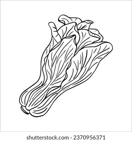 Hand drawn graphic vector of bok choy vegetables. Chinese cabbage isolated on white background. Vegan products, fresh green vegetables, Chinese cabbage salad.