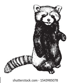 Hand drawn graphic vector illustration. Sketches of animals isolated. Beautiful red panda standing on its hind legs. Element design for poster, print, postcard, etc. Wild life drawing.