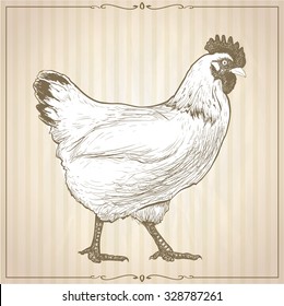 Hand drawn graphic vector illustration with going hen,  profile view, against beige striped backdrop with retro frame, vintage style.