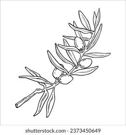 Hand drawn graphic, vector, ripe olives, olive branch and leaves. Organic food. Separate design elements for packaging and paper, product.