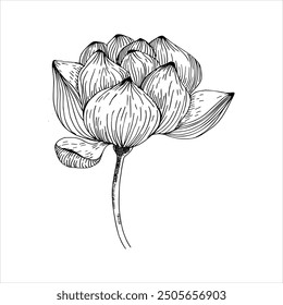 Hand drawn graphics lotus flower vector illustration. Ink botanical element in outline style, water lily blooming silhouette for spa salon ,poster design. Meditation and zen symbol.