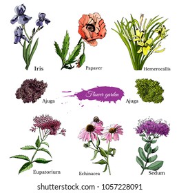 Hand drawn grapihic and colored sketch with summer flowers sedum, papaver, echinacea, hemerocallis, iris, eupatorium for flower garden. Vector illustration.