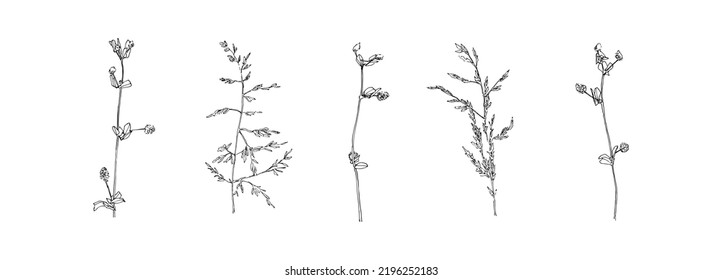 Hand drawn grass collection. Set of flowers outlines. Black isolated plants sketch vector on white background. Herb wildflower decorative print elements.