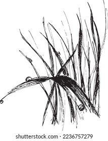 Hand drawn grass with dewdrop. Isolated. Pen drawing on white background.