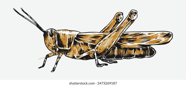 Hand drawn grasshopper sketch engraving. Isolated background. Vector illustration.