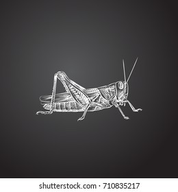 Hand Drawn Grasshopper Sketch Symbol. Vector Mantis Element In Trendy Style.