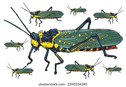 hand drawn grasshopper vector illustration