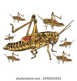 hand drawn grasshopper vector illustration