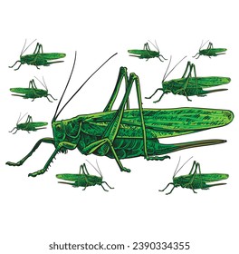 hand drawn grasshopper vector illustration