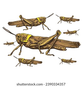 hand drawn grasshopper vector illustration