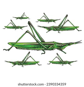 hand drawn grasshopper vector illustration