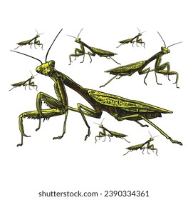 hand drawn grasshopper vector illustration