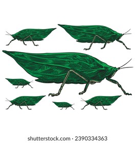 hand drawn grasshopper vector illustration