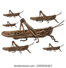 hand drawn grasshopper vector illustration