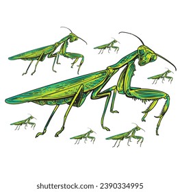 hand drawn grasshopper vector illustration