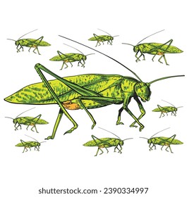 hand drawn grasshopper vector illustration