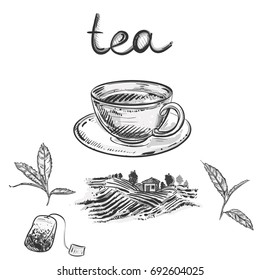 Hand Drawn Gray Scale Vector Set Of Tea Cup, Leaf, Farm. Sketch. Vector Eps 8.