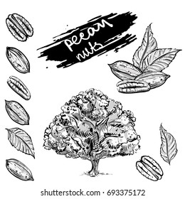 Hand drawn gray scale vector illustration set of pecan nuts, leaf, tree. sketch. Vector eps 8.