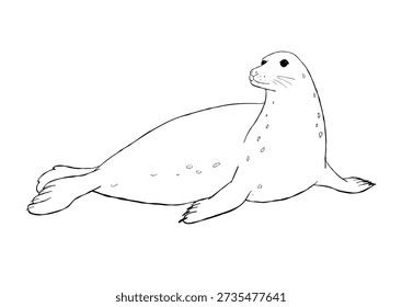 Hand drawn gray seal resting on beach with whiskers and flippers black and white outline marine mammal line art illustration