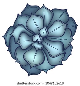 Hand drawn gray succulent isolated on white background. Flowers in the desert. Vector illustration. Perfect for banner, invitation, greeting card, print.