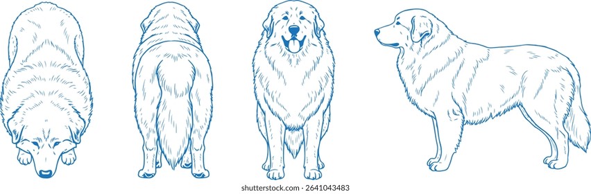 Hand Drawn Great Pyrenees Dog Vector Illustration with Front, Back, Side and Top Views in Clean Line Art Style for Pet Design, Livestock Guardian Dog Reference, Breed Study, and Animal Graphics

