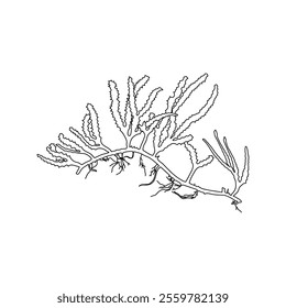 Hand drawn green antler shaped seaweed (Cauleroa serrulata) algae graphic illustration. Natural drawing