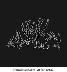 Hand drawn green antler shaped seaweed (Cauleroa serrulata) algae graphic illustration. Natural drawing