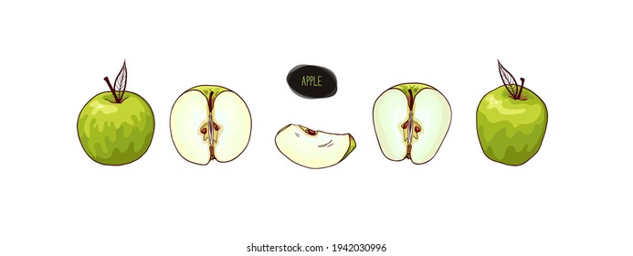 Hand drawn green apples set. Ripe and sliced apples. Color illustration in sketch style.