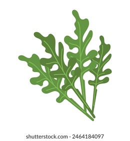 Hand drawn green arugula herb. Vector illustration on a white background for logo, web.