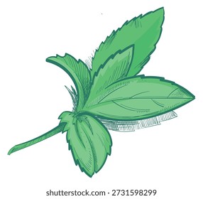 Hand drawn green botany element. Herb icon