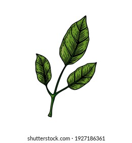 Hand drawn green branch with leaves isolated on white background. Vector illustration in colored sketch style