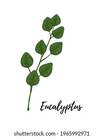 Hand drawn green eucalyptus branch with leaves isolated on white background. Vector illustration in sketch style