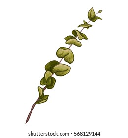 Hand drawn green eucalyptus branches with round leaves isolated on white. Botanical elements. Beautiful floral design elements. 