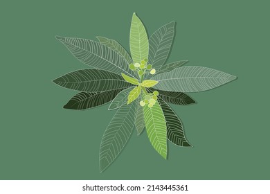 Hand drawn green flower vector line and green background