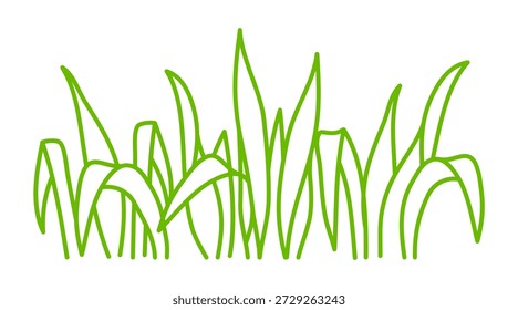 Hand drawn green grass in outline style. Simple line botanical illustration showing blades of grass in a natural, airy and sketchy manner.