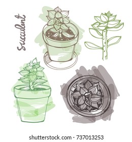 Hand drawn green and grey succulents. Colored graphic vector set. All elements are isolated