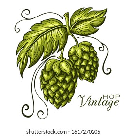 hand drawn green hop plant illustration isolated on white background. vector hops branch with leaves in engraving vintage style. craft beer badge template, pub or eco brewery logo, label concept.