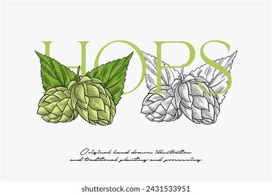 hand drawn green hops illustration