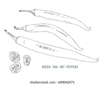 Hand drawn green hot thai chili peppers, in closeup isolated 