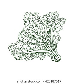 Hand drawn green kale isolated on white background. Fresh leafy vegetable, plant. Sketch vector illustration. Healthy, green, vegetarian food. Hand drawn linear kale leaves. Healthy meal concept. 