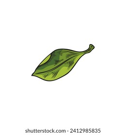 Hand drawn green leaf of acai plant sketch style, vector illustration isolated on white background. Decorative design element, single object, nature and organic