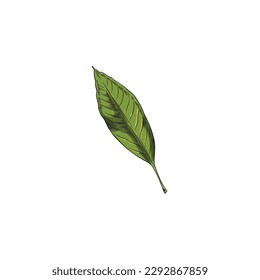 Hand drawn green leaf of almond plant sketch style, vector illustration isolated on white background. Natural organic plant, decorative design element, outline