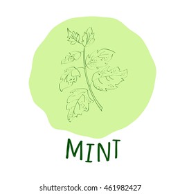 Hand drawn green mint branch with leaves isolated on a soft green background. Cooking ingredient for design. Spicy herbs seasoning. Vector illustration